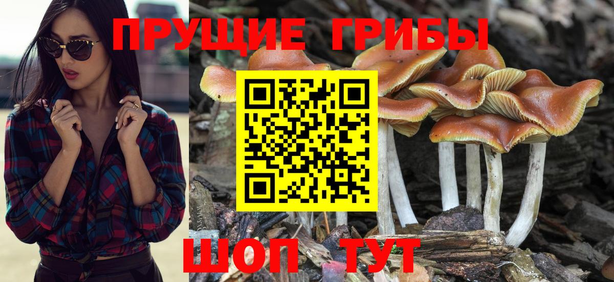 Ахтубинск  Псилоцибиновые грибы Psilocybe  Вход с VPN 
